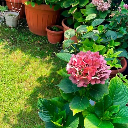 Dimora Melissa 3* 可乐